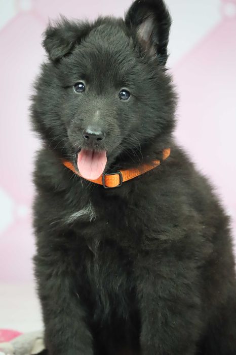 Owczarek Belgijski nie niemiecki Groenendael po Ch.i Zw.Klubu ZKwP FCI