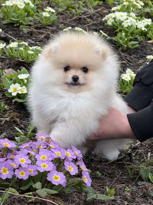 Дві дівчинки померанського шпіца