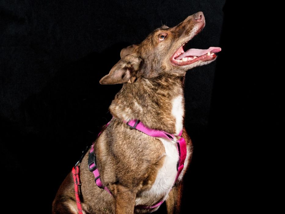 Rysiek,  psiak idealny szuka domu