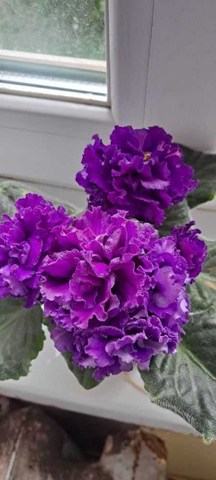 Фіалки квітучі. Листочки