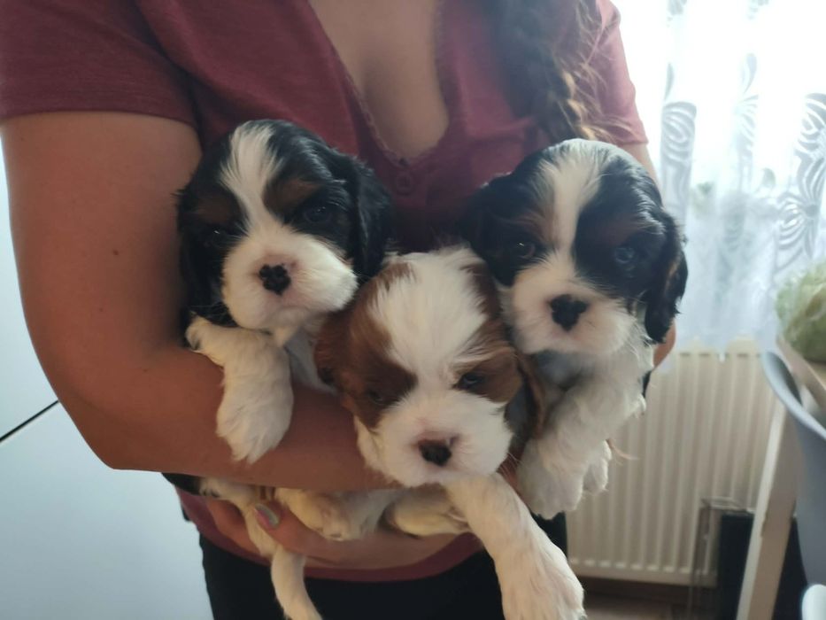 Cavalier King Charles Spaniel - trzy pieski