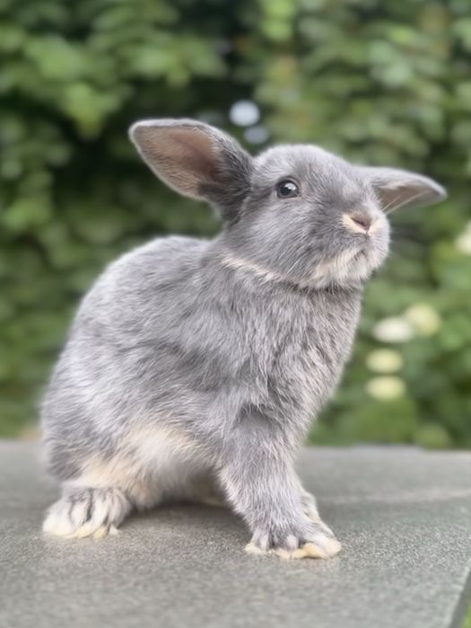 Висловухий декоративний кролик, Нідерландський баран