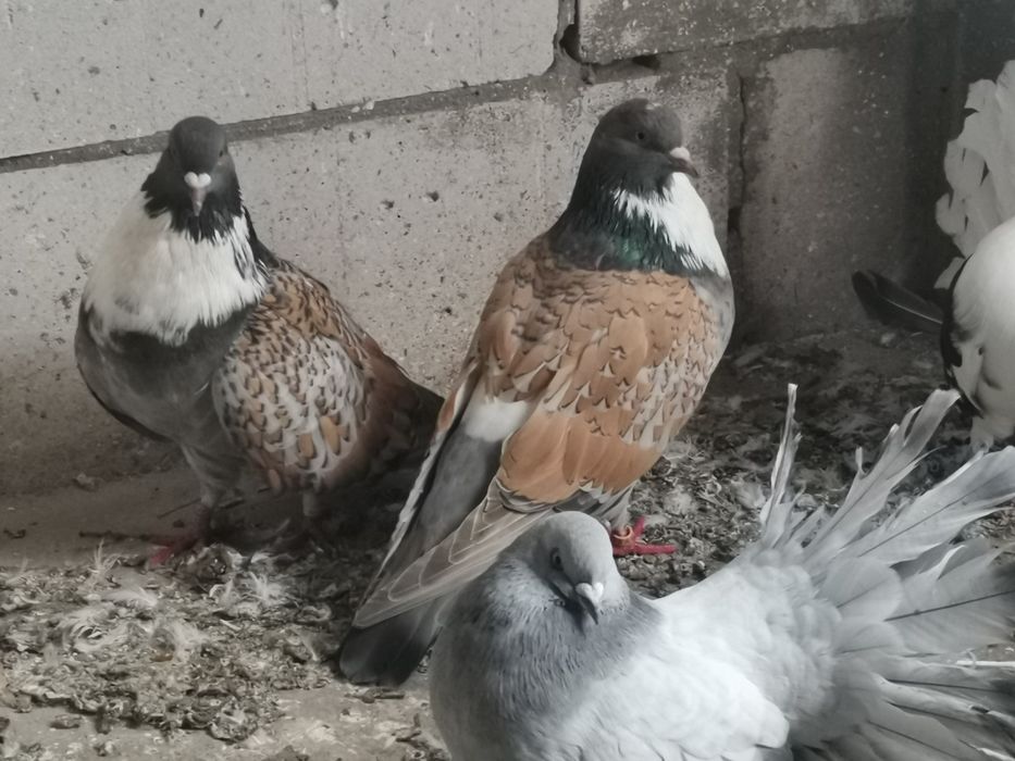 Gołębie ozdobne Gile Pawiki