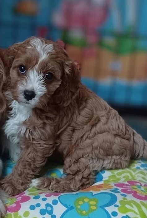 Cavapoo F1 suczka
