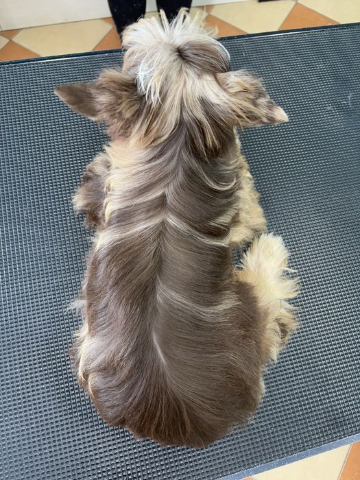 York choco merle Dumi