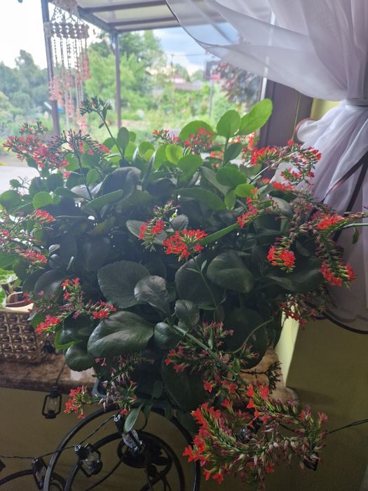 Kalanchoe kwiat kwiatek