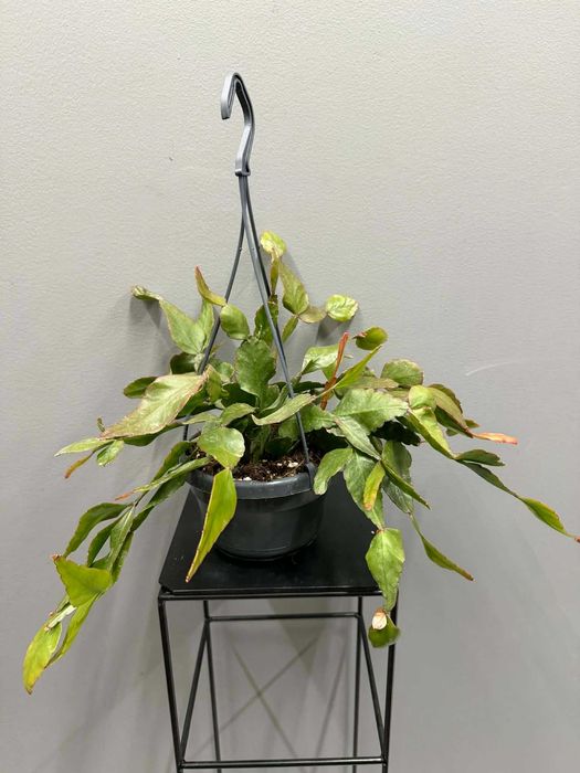 Rhipsalis eliptica