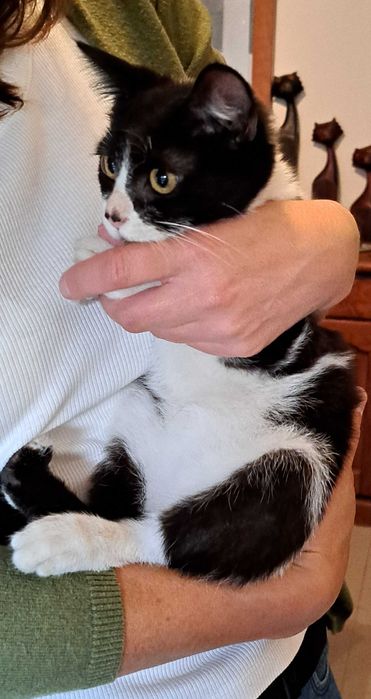 Gatinha para adoção