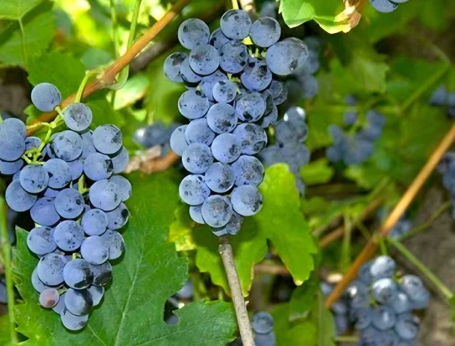 Vende-se uvas na zona de Moimenta da Beira