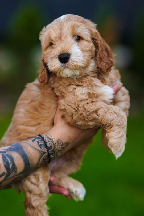 Szczeniaki Cockapoo