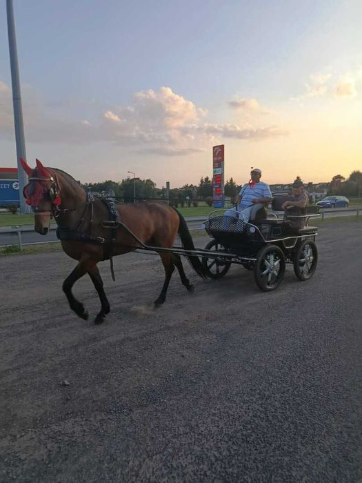 Sprzedam piekna klacz i bryczke