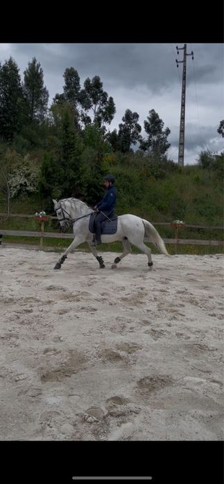 Cavalo PSL com escola