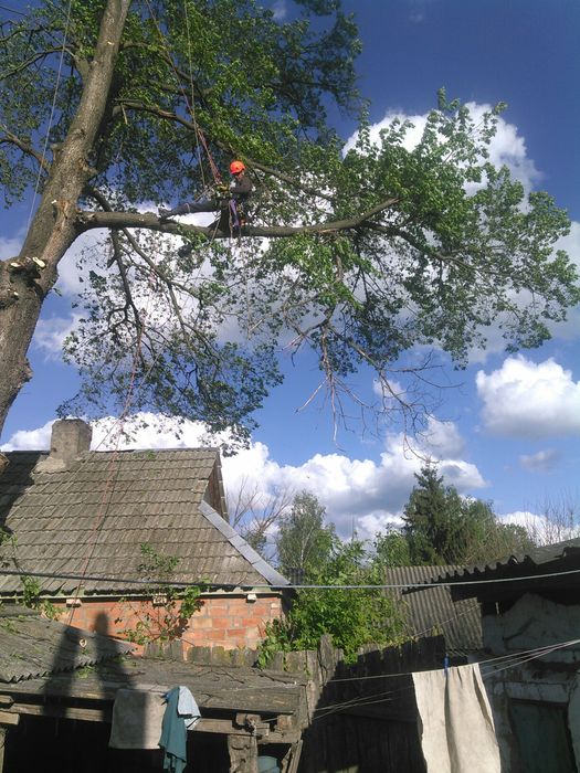 Спил деревьев любой сложности