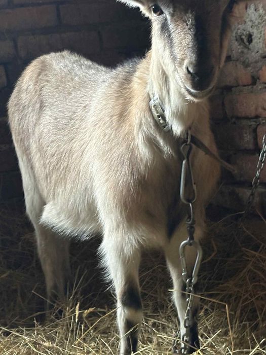 Sprzedam kozę 350zł