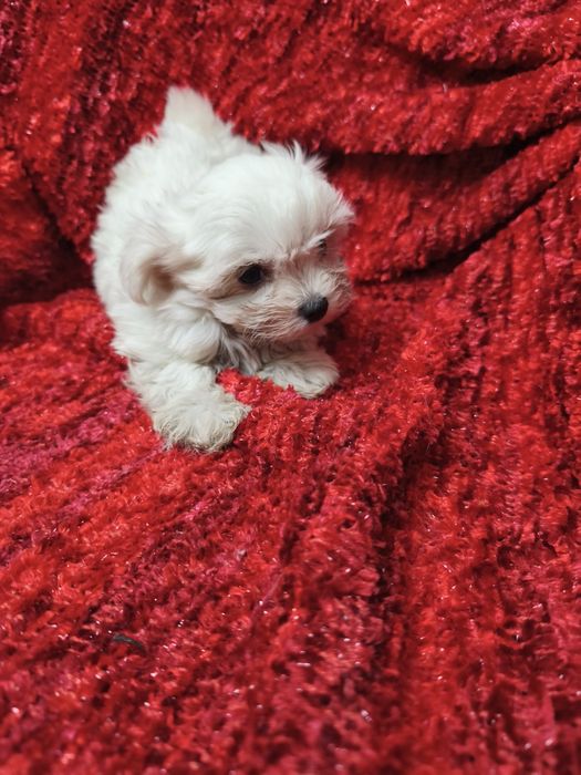Bichon Maltês mini