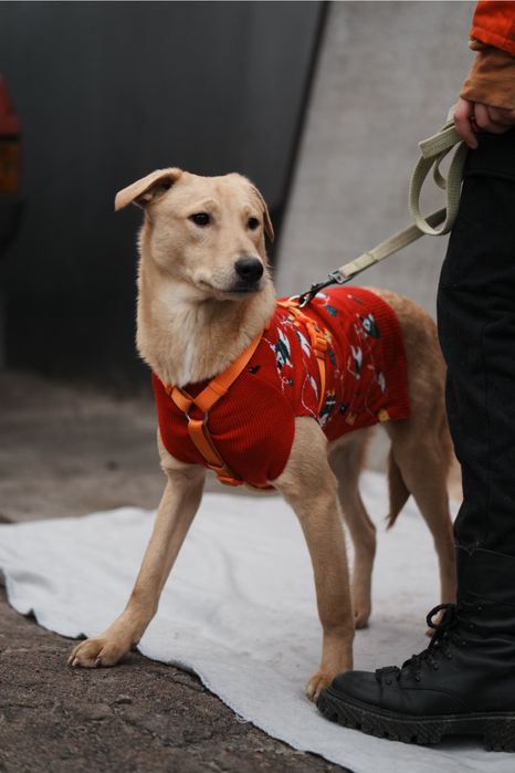 Песики з зони бойових дій мріють стати домашніми!