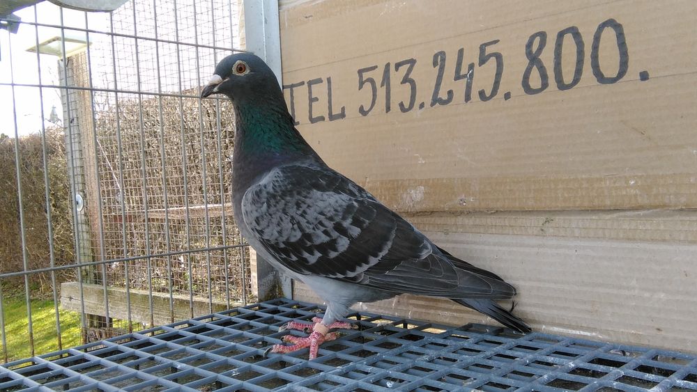 Gołębie pocztowe