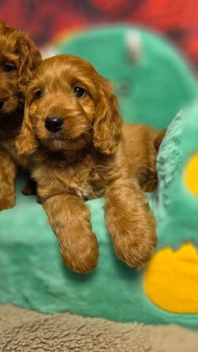Cockapoo piękny chłopiec Cocapoo cockadoodle badania genetyczne wyprawka hodowla z tradycją