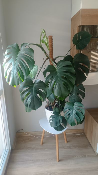 Kwiatek roślina monstera