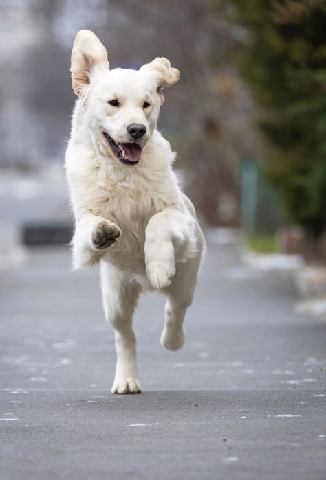 Щенок золотистого ретри-вера | КСУ | Документы | Отличное здоровье