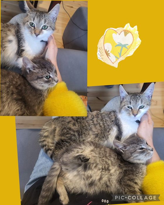 Кошеня хлопчик дівчинка тигрові