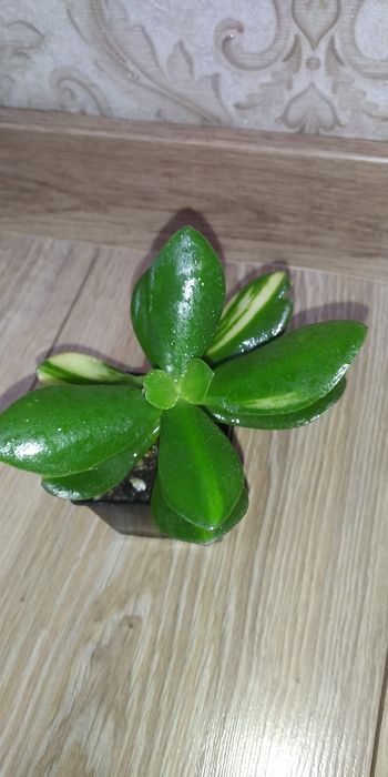 Крассула,грошове дерево,портулакарія