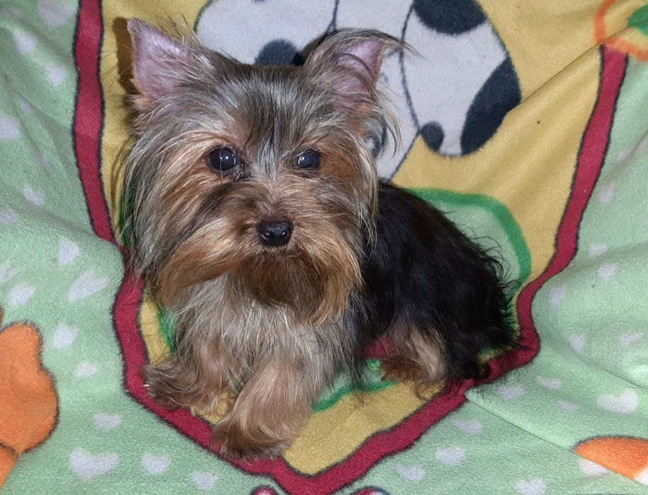 Мини девочка йоркширского терьера 8 месяцев.