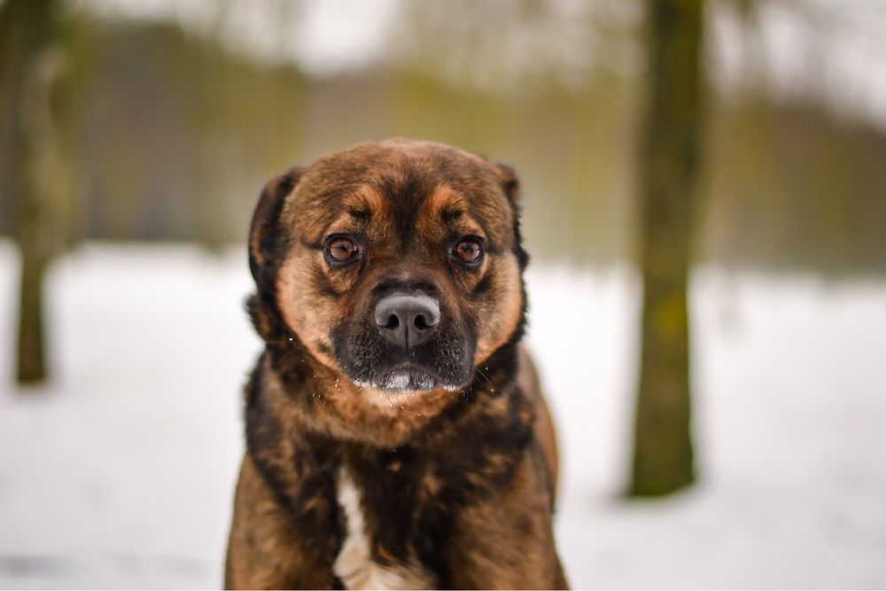 Luna-stabilny i spokojny dom potrzebny dla suczki