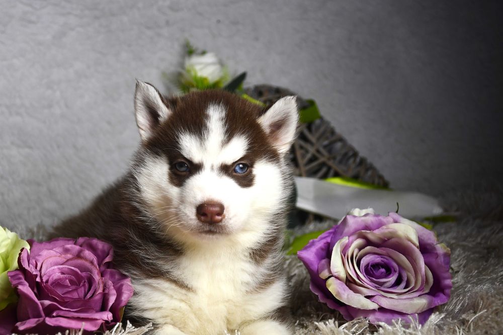 Siberian Husky pies z dokonałym rodowodem niebieskooki