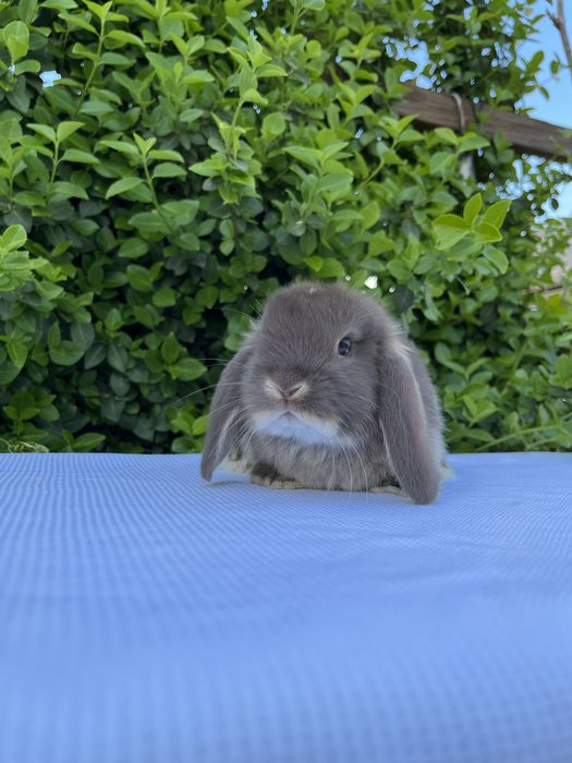 NHD.кролики карликові.декоративні