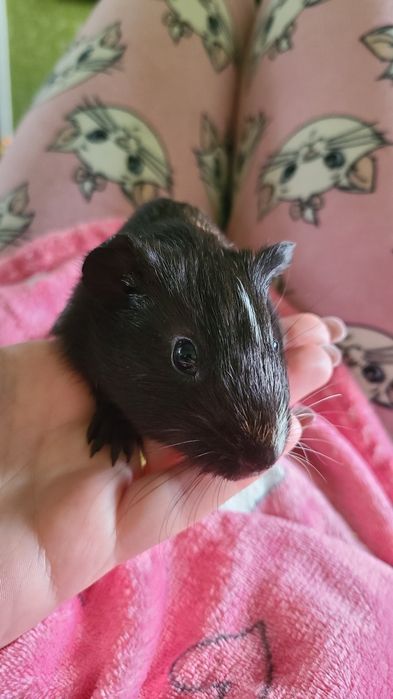 Морська свинка 1,5 місяці