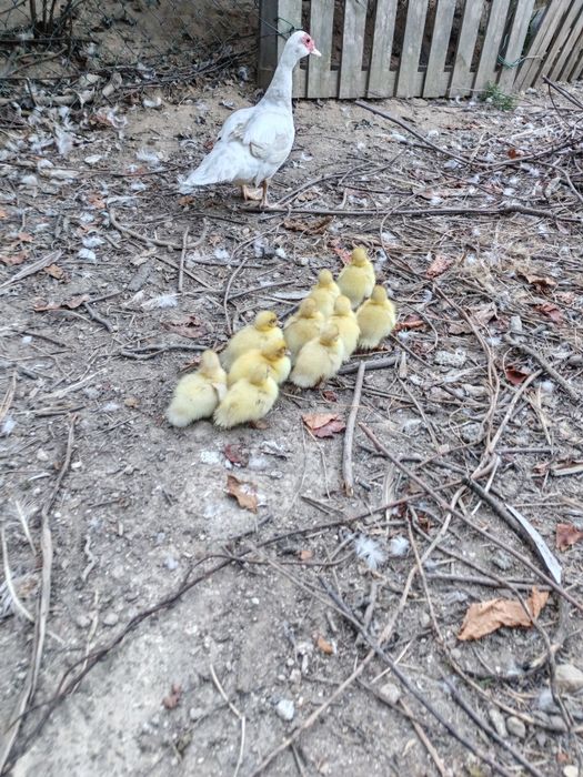 Patos Mudos pequenos e grandes
