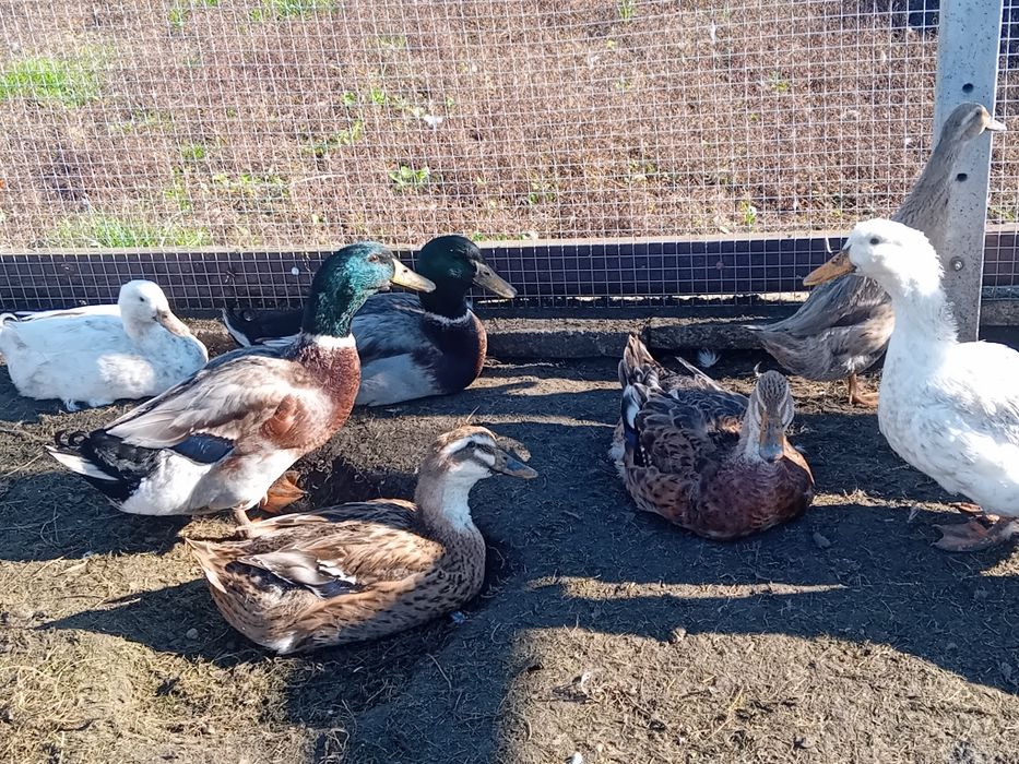 Kaczki staropolskie  okazja jaja lęgowe zielononóżki