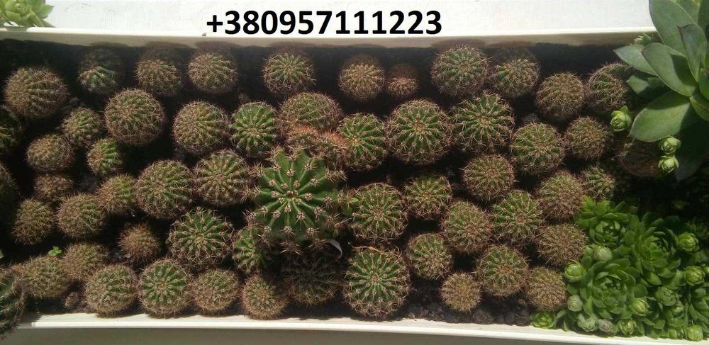 Дітки кактус ехінопсис сукулент
