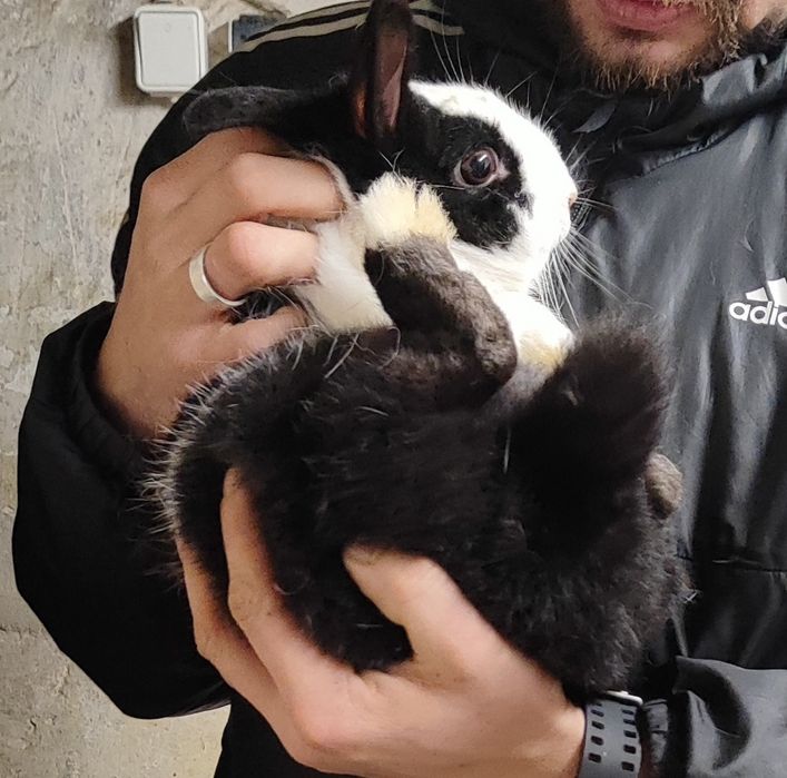 Króliczek miniaturka samiczka szuka domu