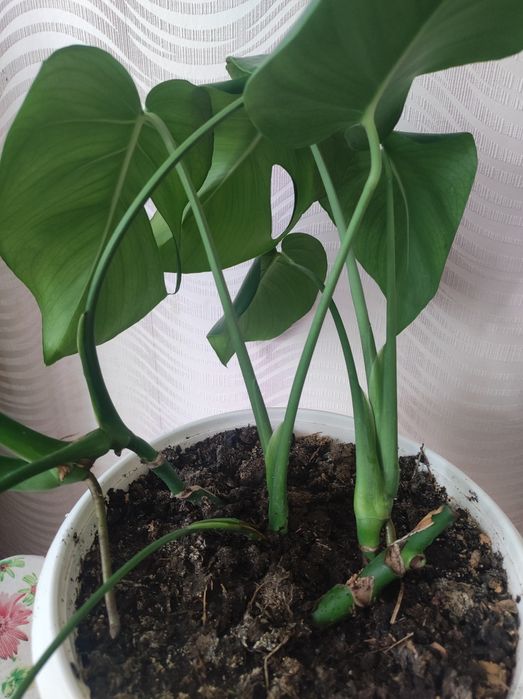 Комнатные растения Монстера