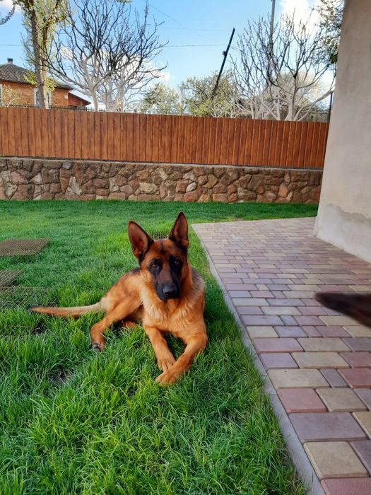 Породиста німецька вівчарка.