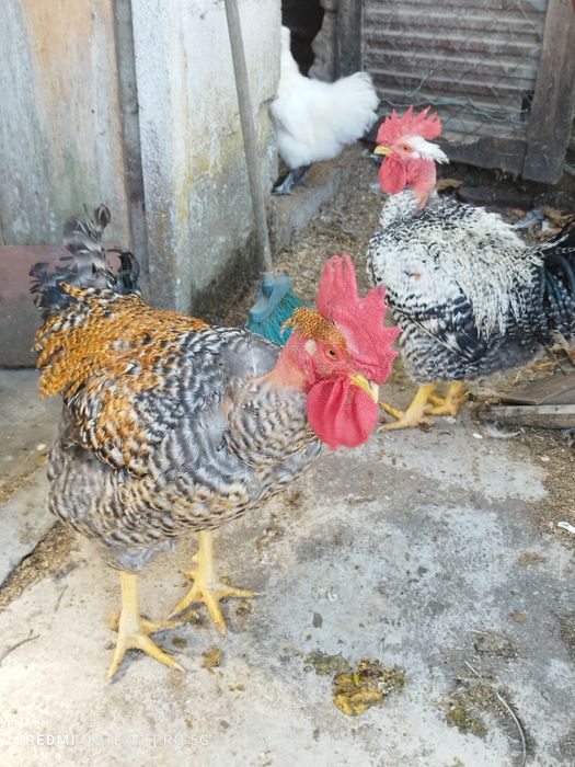 Galos pedrês disponíveis