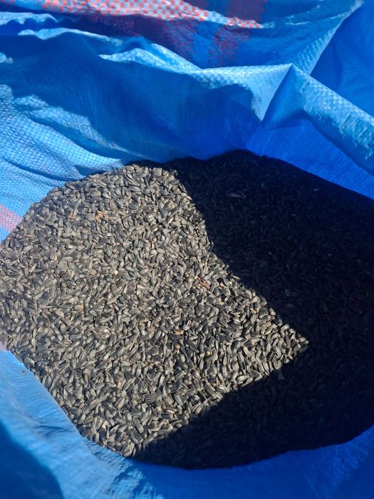 Sprzedam słonecznik