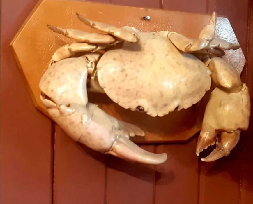 preparowany krab