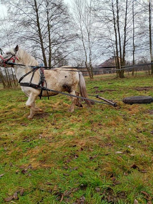 Sprzedam 8 letniego Ogierka