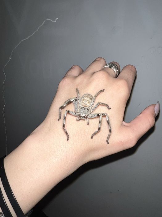 Holconia murrayensis (3 szt. 100 zł) Nie ptasznik - pająk właściwy