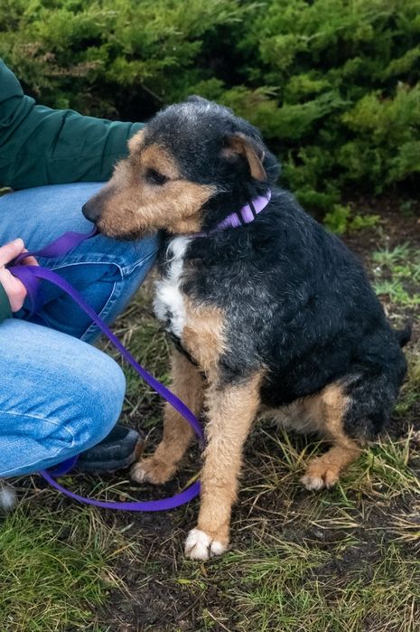 Foks szuka kochającego domu