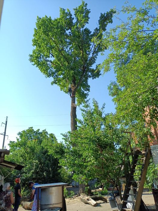 Спил деревьев обрезка сухих веток