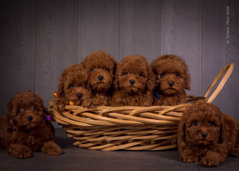 Цуценята той пуделя КСУ