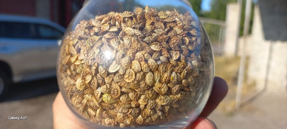 Еспарцет насіння/ экспарцет семенаам