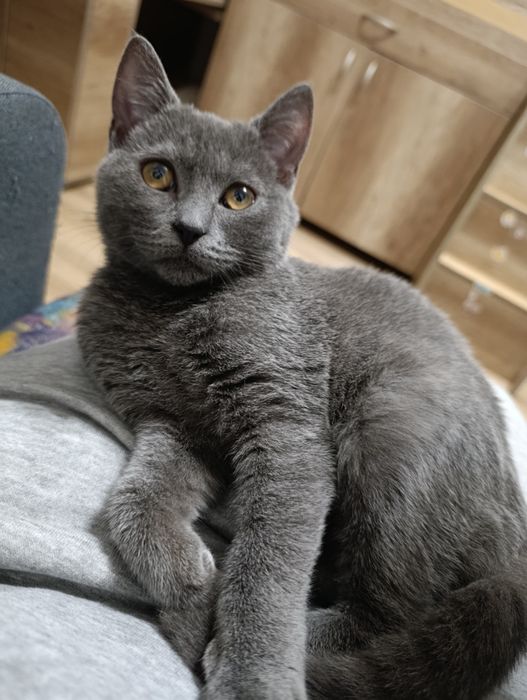 Кошеня. Кіт. Киця.