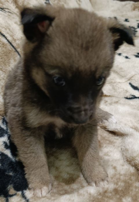 Віддам в добрі руки