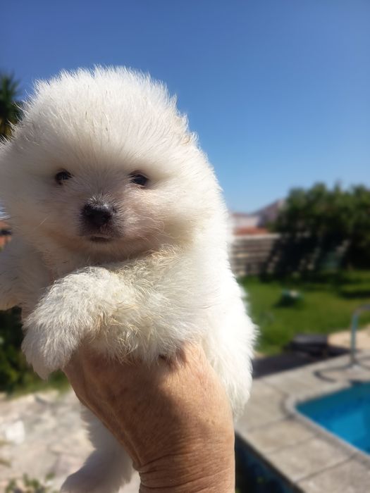 Spiz anão (Lulu da Pomerânia) vacinado e desparasitado
