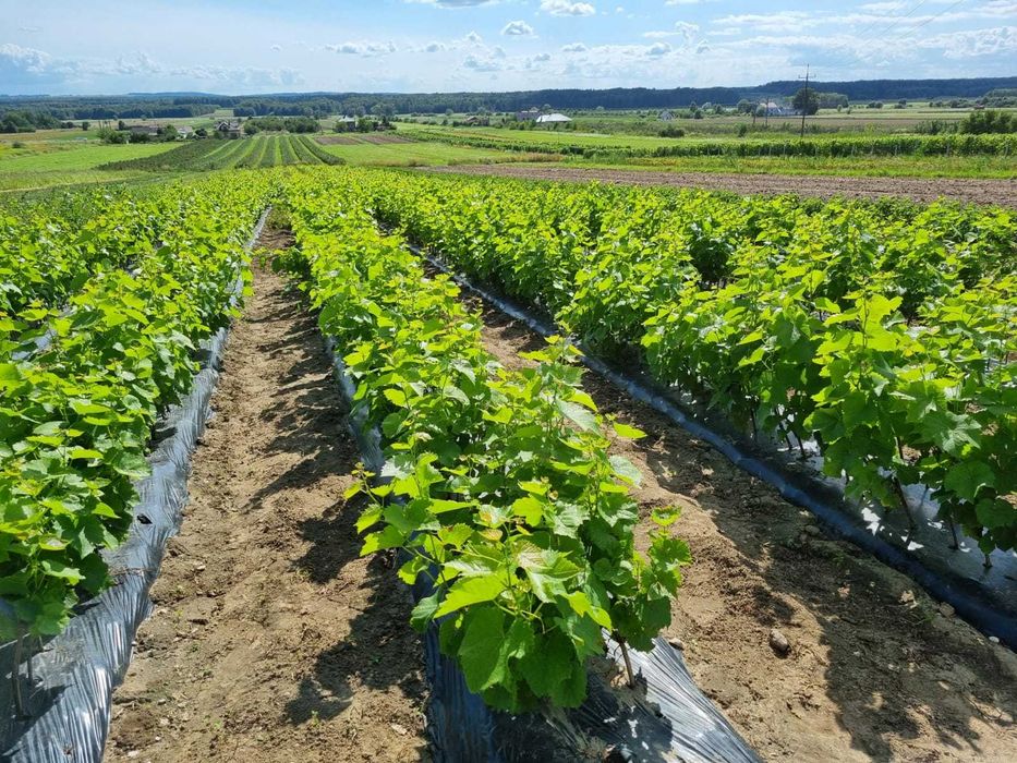 SADZONKI WINOROŚLI Hibernal, Solaris, Johanniter, Leon Millot i inne